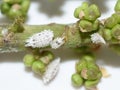 Pseudococcus mealybugs on a plant stem