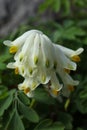 Pseudofumaria alba in the spring garden