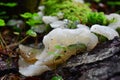 Pseudohydnum gelatinosum fungus