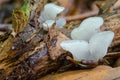 Pseudohydnum gelatinosum - toothed jelly fungus