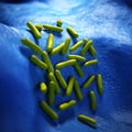 The Pseudomonas aeruginosa - close up Royalty Free Stock Photo