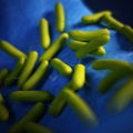 The Pseudomonas aeruginosa - close up Royalty Free Stock Photo