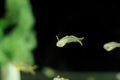 Pseudomugil furcatus tropical fish in aquarium