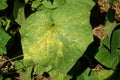 Pseudoperonospora cubensis on cucumber leaf Royalty Free Stock Photo