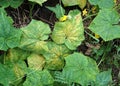 Pseudoperonospora cubensis on cucumber leaf Royalty Free Stock Photo