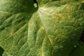 Pseudoperonospora cubensis on cucumber leaf Royalty Free Stock Photo