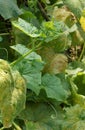 Pseudoperonospora cubensis on cucumber leaf Royalty Free Stock Photo