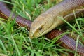 Pseudopus apodus,legless lizard Royalty Free Stock Photo