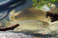 Pseudorasbora parva, stone moroko or topmouth gudgeon, freshwater fish in beautiful biotope aquarium Royalty Free Stock Photo