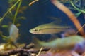 Pseudorasbora parva, stone moroko or topmouth gudgeon, freshwater fish in biotope aquarium