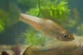 Pseudorasbora parva, stone moroko or topmouth gudgeon, freshwater fish in European biotope aquarium Royalty Free Stock Photo