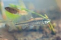 Pseudorasbora parva, stone moroko or topmouth gudgeon, freshwater fish, nature photo Royalty Free Stock Photo