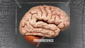 Pseudoscience in human brain Royalty Free Stock Photo