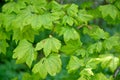 Pseudosibold maple Acer pseudosieboldianum Pax. Kom.. Leaves