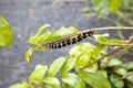 Pseudosphinx tetrio caterpillar chewing on leaves