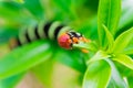 Pseudosphinx tetrio caterpillar