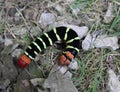 Beautiful Pseudosphinx tetrio moth caterpillar Royalty Free Stock Photo