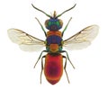 Pseudospinolia uniformis, a cuckoo wasp from Europe