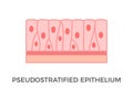 Pseudostratified epithelium. Epithelial tissue types.