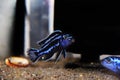 Brichardi Cichlid, African Tanganyika Princess fish - Neolamprologus brichardi