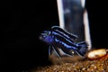 Brichardi Cichlid, African Tanganyika Princess fish - Neolamprologus brichardi