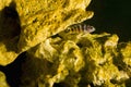Pseudotropheus demasoni.An aquarium fish emerges from a stone reef Royalty Free Stock Photo