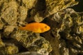 Pseudotropheus demasoni.An aquarium fish emerges from a stone reef Royalty Free Stock Photo