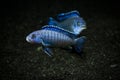 Pseudotropheus Socolofi Aquarium fish Mbuna african cichlid from Lake Malawi Royalty Free Stock Photo