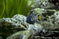 Pseudotropheus sp. Elongatus Chailosi Royalty Free Stock Photo