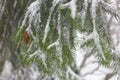 Pseudotsuga also known as Douglas fir, Oregon pine, Columbian pine. Cones under snow. Wintertime.