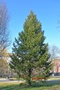 Pseudotsuga menziesii Mirb. Franco in the city square. General view Royalty Free Stock Photo