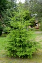 Pseudotsuga menziesii Mirb. Franco. Young tree Royalty Free Stock Photo