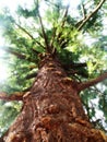 Pseudotsuga menziesii