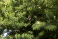 Pseudotsuga menziesii tree close up