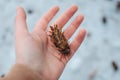 Pseudotsuga menziesii an unusual cone of a cone-shaped