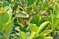 Psidium cattleianum. with green fruit on the coast Royalty Free Stock Photo