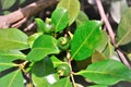 Psidium cattleianum fruits growing on sunny day Royalty Free Stock Photo