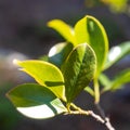 Psidium cattleyanum, commonly known as Cattley guava, Royalty Free Stock Photo