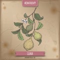 Psidium guajava aka guava branch color sketch on vintage background.