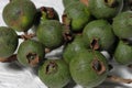 Psidium guajava, the common guava, yellow guava, lemon guava on whiate background