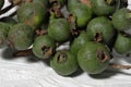 Psidium guajava, the common guava, yellow guava, lemon guava on whiate background