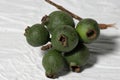 Psidium guajava, the common guava, yellow guava, lemon guava on whiate background