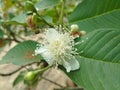 Psidium guajava is a flower whose fruit has seeds and is red in color