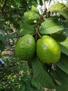 Psidium guajava fruit