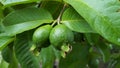 Psidium guajava, a fruit with many benefits Royalty Free Stock Photo