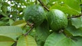 Psidium guajava, a fruit with many benefits Royalty Free Stock Photo