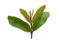 Psidium guajava leaf or guava leaves Isolated on white background.