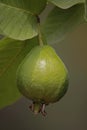 Psidium guajavas Royalty Free Stock Photo
