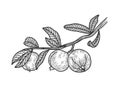 Psidium Guava sketch vector illustration