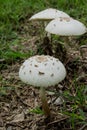 Psilocybe cubensis Earle mushroom